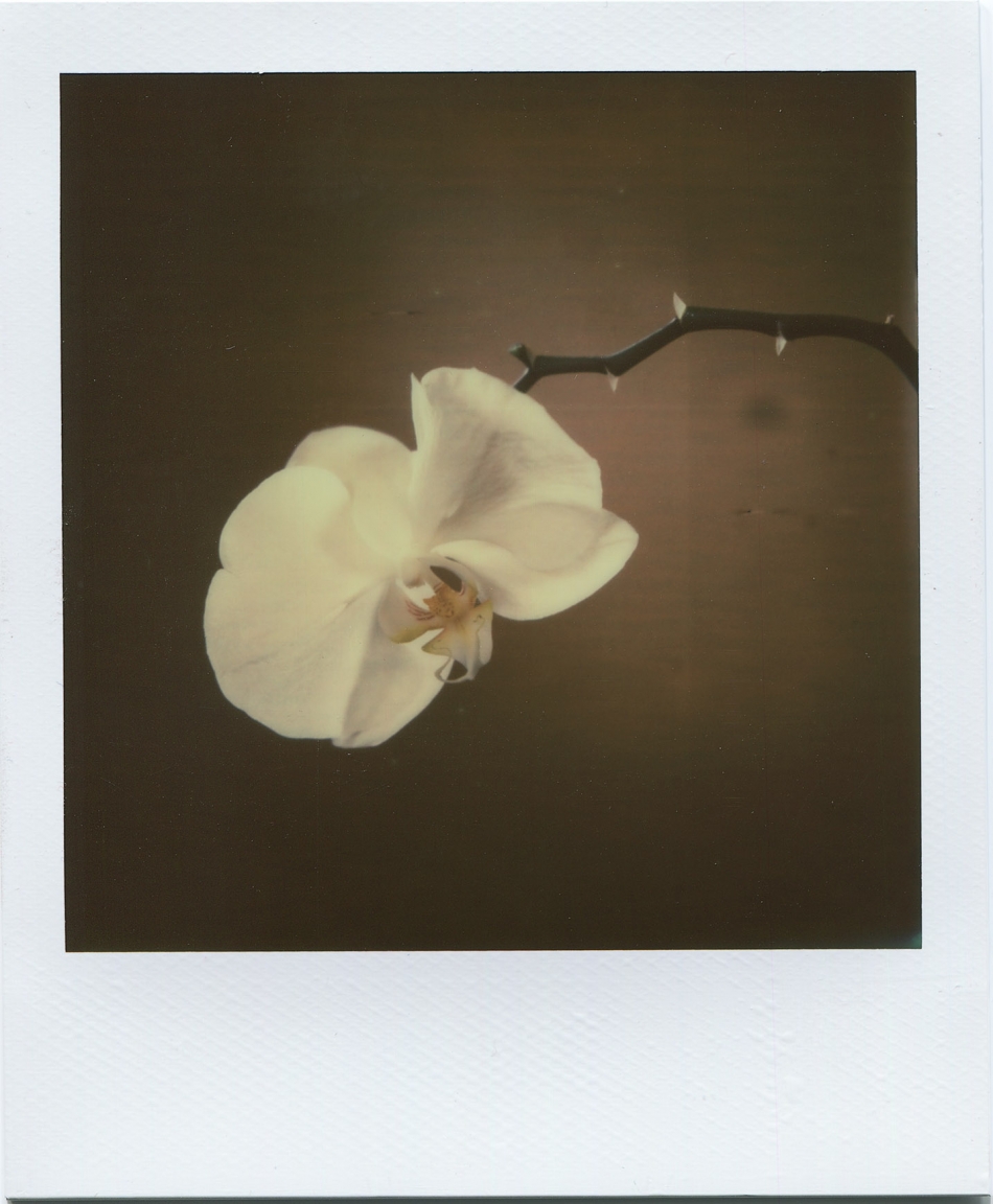 Orchid_PX_70