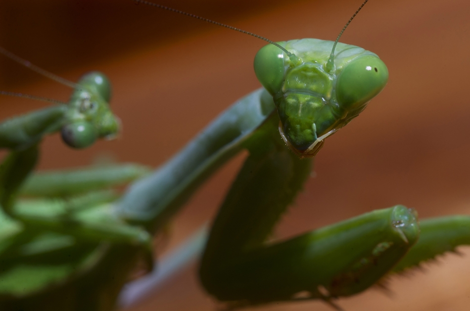 A pair of praying mantises get busy above the car port at our house Sept. 19, 2013. Photo by Mike Sweeney/©2013