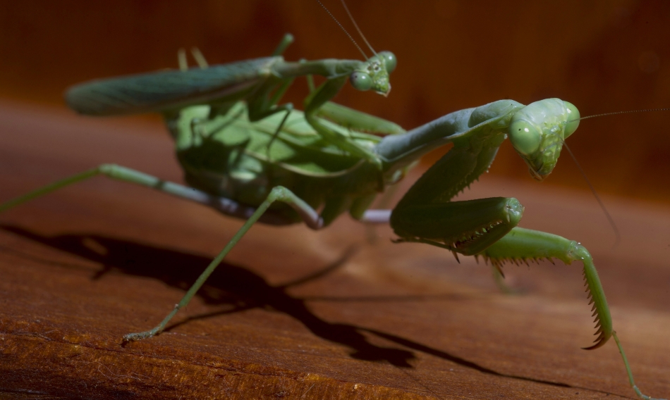 A pair of praying mantises sow the seeds of the next generation on a warm September afternoon. Photo by Mike Sweeney/©2013