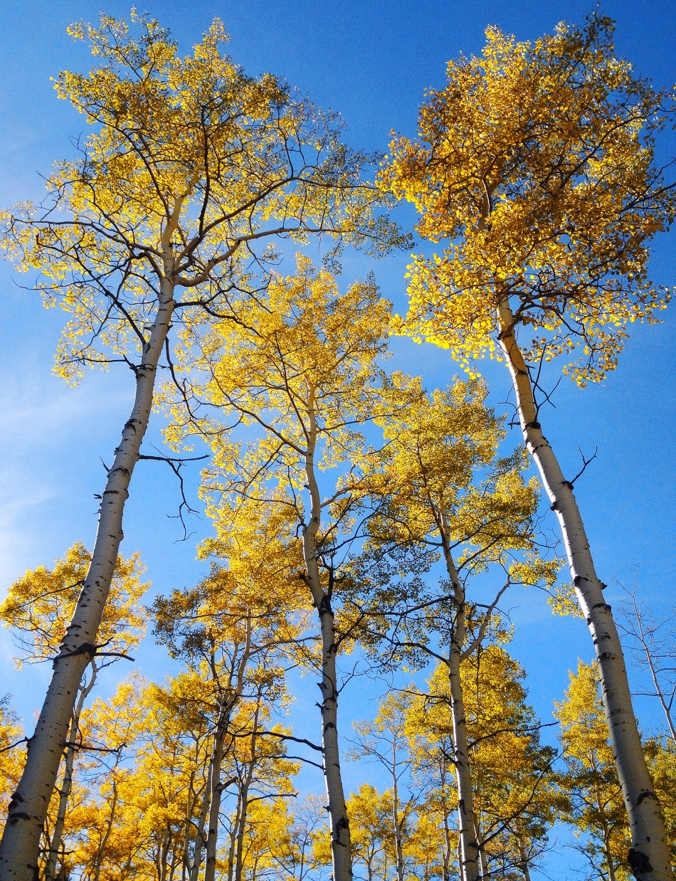 Aspen along the Ophir Creek Road on a cool October afternoon. Photo by Mike Sweeney/©2013