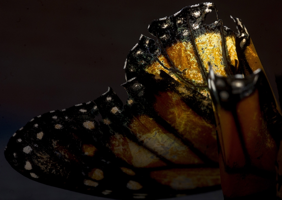 The wing of a butterfly found in our carport on a late October afternoon. Photo by Mike Sweeney/©2013