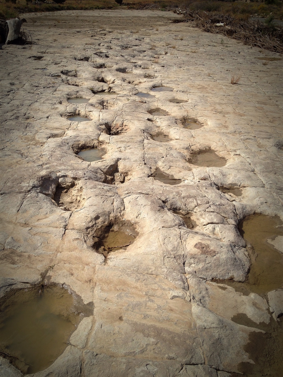 Apatosaurus tracks along the Purgatoire River; they're over 150 million years old. Photo by Mike Sweeney/©2013