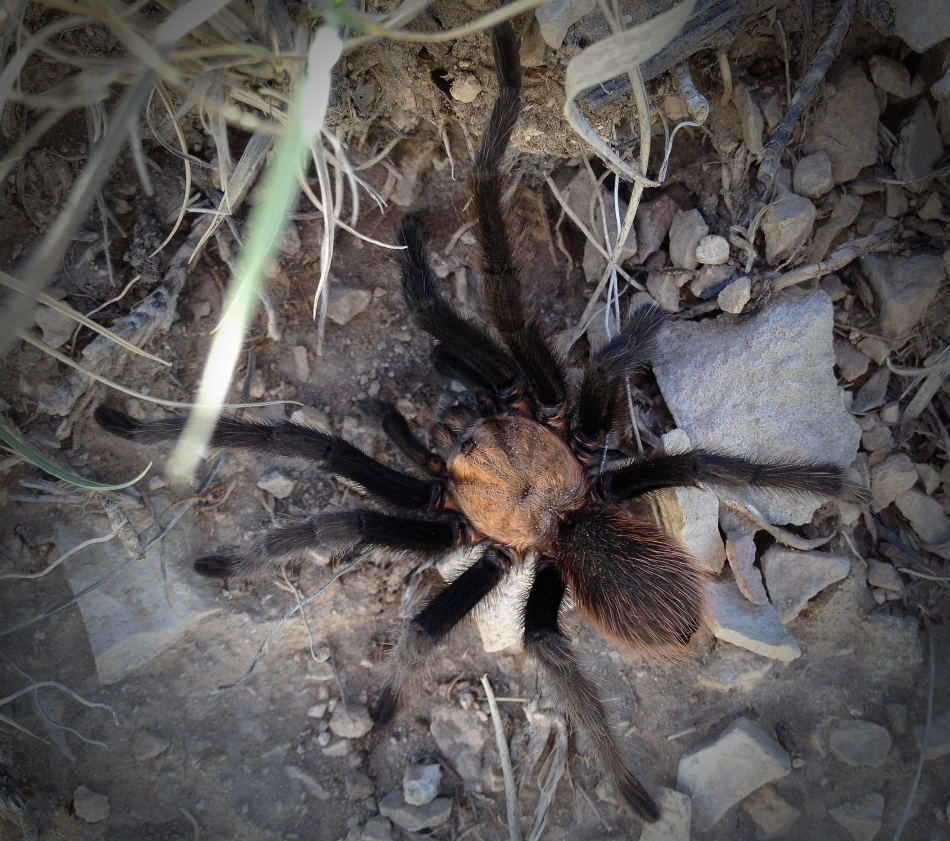 A tarantula moseys along the South Shore trail at Lake Pueblo State Oct. 4, 2013. Photo by Mike Sweeney/©2013