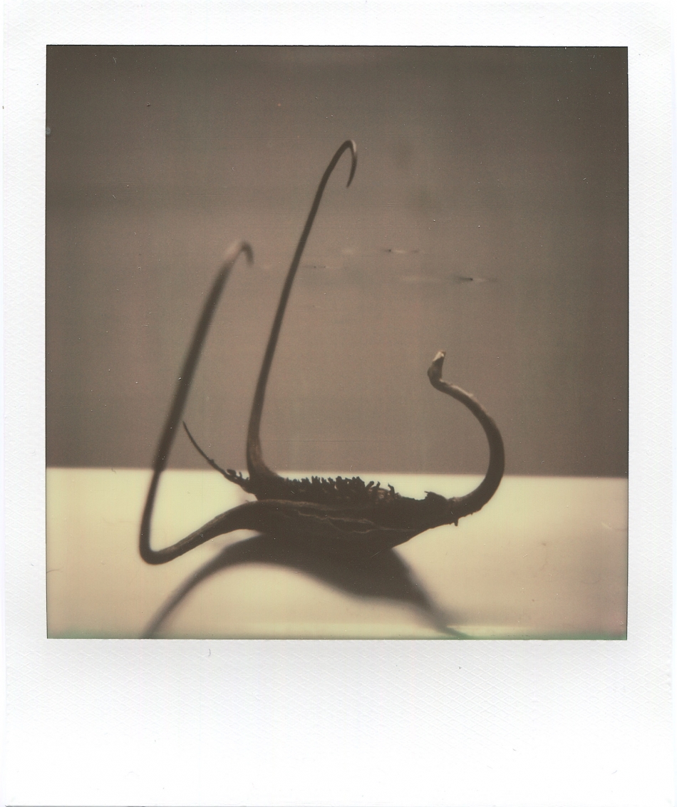 Devil's Claw Polaroid SX70 Alpha 1 w/IP SX-70 film Photo by Mike Sweeney/©2014