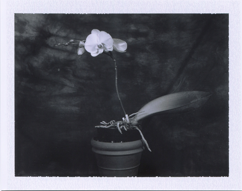 Monica's been tending to her late mother Herminia's orchid for nearly six years. Photo by Mike Sweeney/©2014