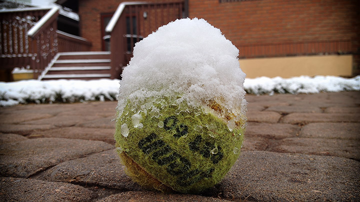 One of Rafa's tennis balls dusted with snow in our backyard after a near-perfect snow fall. Photo by Mike Sweeney/©2014