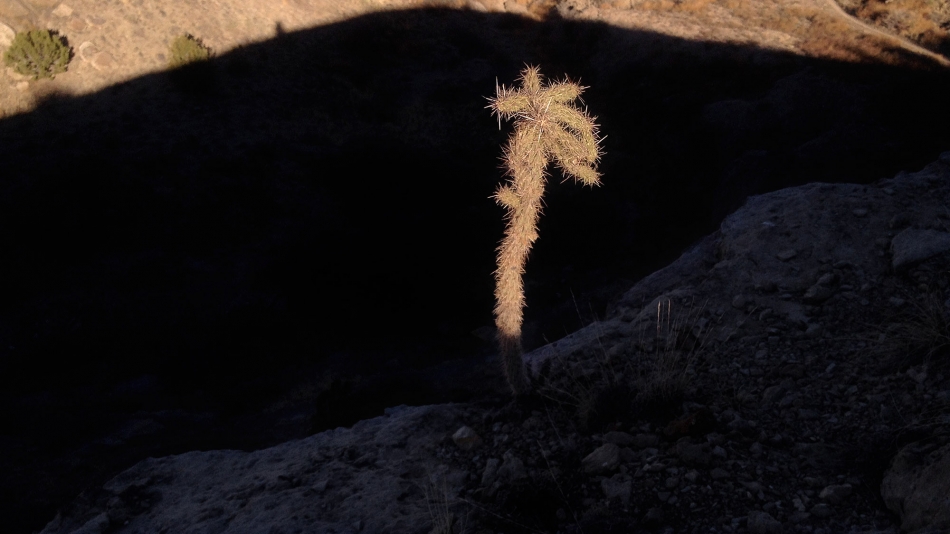 A walking stick cactus along the Roller Coaster Trail at the Red Gate, Lake Pueblo State Park. Photo by Mike Sweeney/©2014