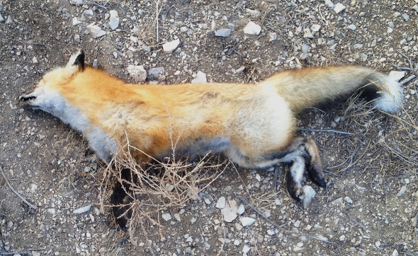 Reina sniffed out this dead fox last February. Photo by Mike Sweeney/©2014