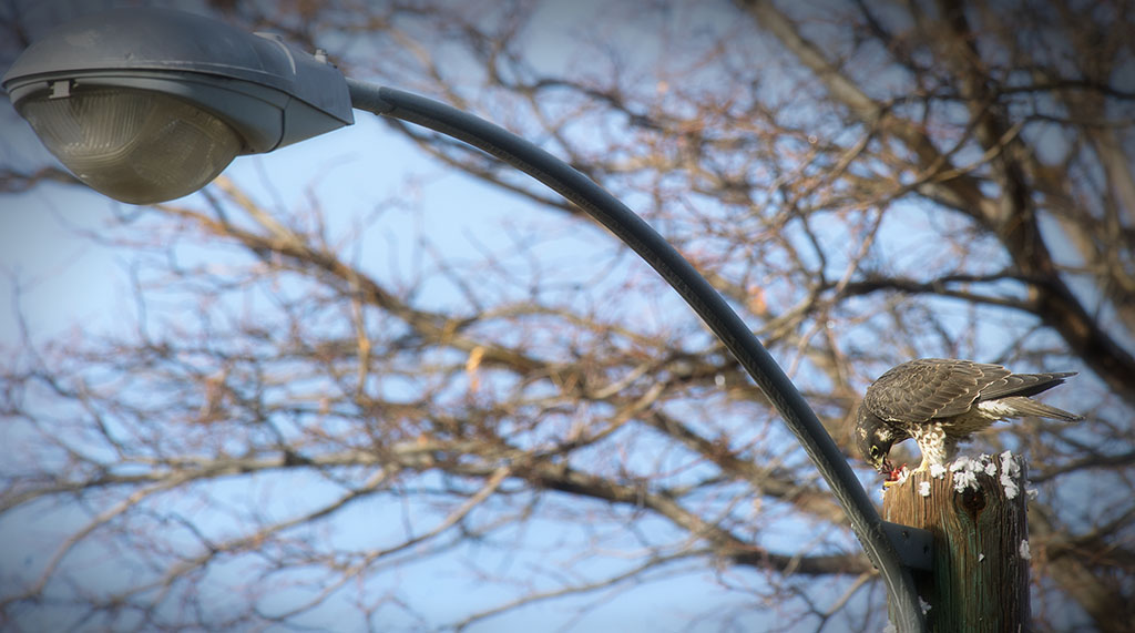 Atop a lamppost across the street from our home, a red-tailed hawk makes a meal of fresh pigeon. Photo by Mike Sweeney/©2015