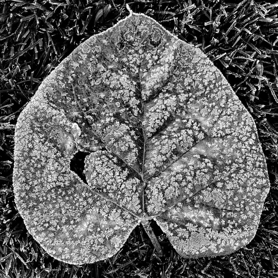 A frost-laden catulpa leaf lays on our backyard lawn after a chilly night where temeratures dipped into the teens for the first time this fall. It's been an useasonably warm and dry autumn through mid-November. Photo by Mike Sweeney/©2016